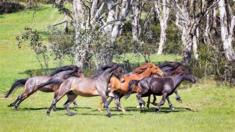 The Power Of The Australian Brumby This Mob Was High Tailing It Out
