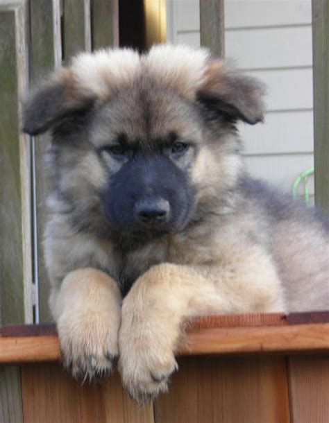 Black/silver, white, silver sable, tan sable, black/tan. Silver Sable German Shepherd Puppies For Sale Uk - German ...