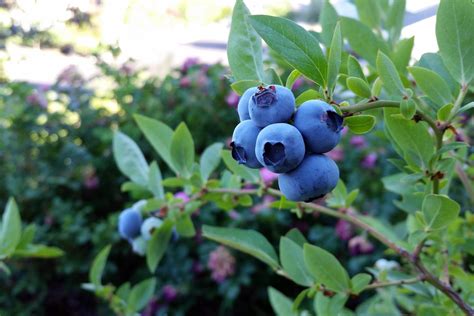 Blueberries The Fruit Farm Group