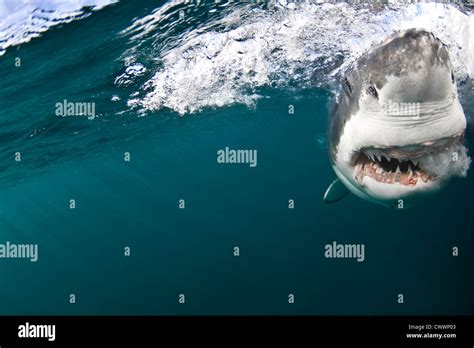 Great White Shark At Shark Alley Gansbaai South Africa Stock Photo