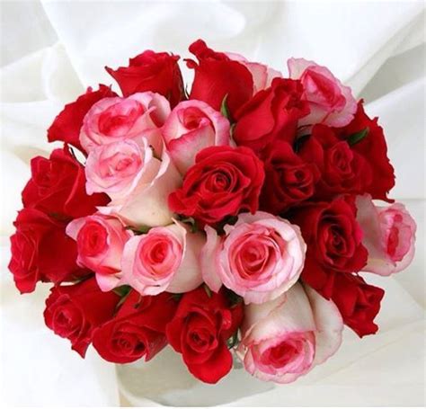 We did not find results for: صور باقات ورد أحمر Red And White Roses Bouquet - صور ورد ...