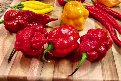 7 Pot Primo Pepper The Hottest Pepper In The World Pepper Geek