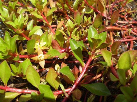 Ludwigia Broad Leaf Ludwigia Repens Aquarium Plants