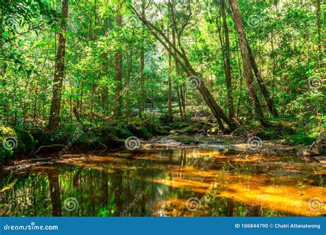 Background Of Rainforest And Dry River Stock Photo Image Of Lush