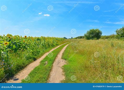 Country Road Stock Image Image Of Sunflower Field Landscape 47685979