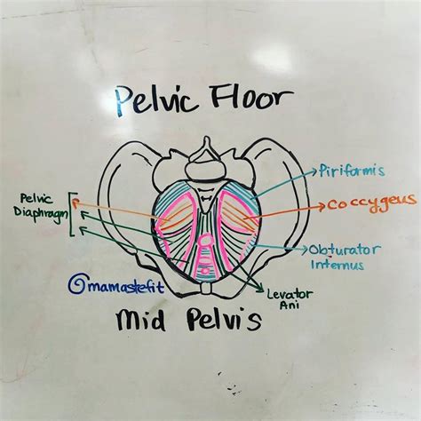 The Mid Pelvis The Pelvic Floor Anatomy And Movement Support Mamastefit