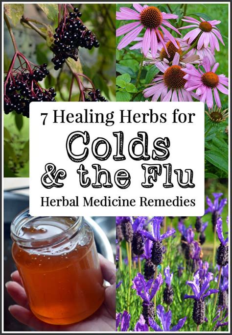 7 Herbs For Colds And Flu How To Use Them Lovely Greens