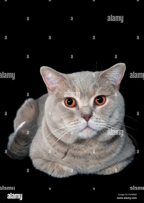 British Short Hair Cat Cutout Hi Res Stock Photography And Images Alamy