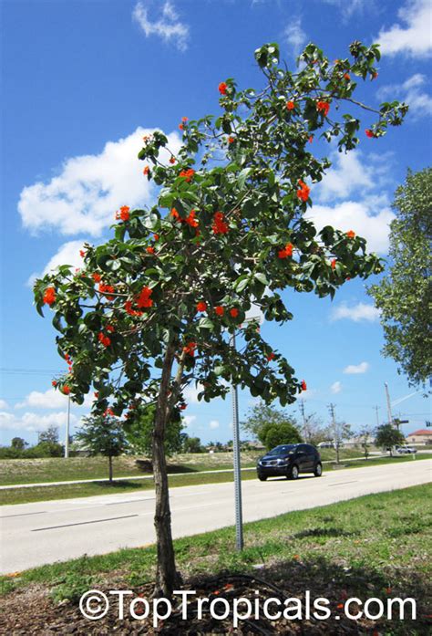 The geiger tree can really highlight your garden area, makes a good garden plant if you are living in coastal areas. Free Orange Geiger - Cordia sebestena - seeds - Freebies ...
