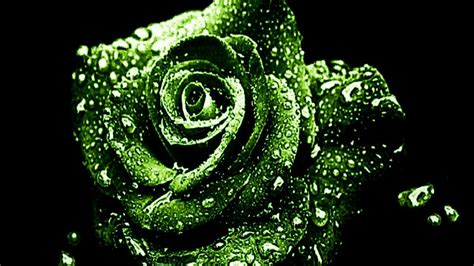 Green Wallpapers Rose Green Wallpapers Hd Wallpapers We Have A