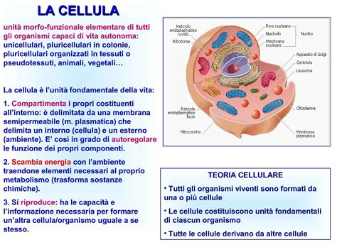 Cellula Vegetale Dispense