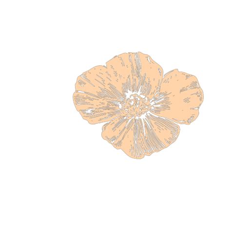 Beige Flower Png Png Image Collection