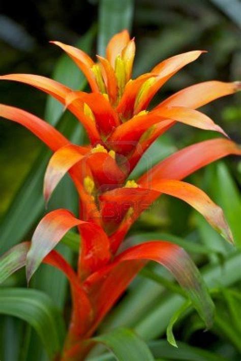 Red Orange Tropical Flower Rainforest Plants Photo Collection