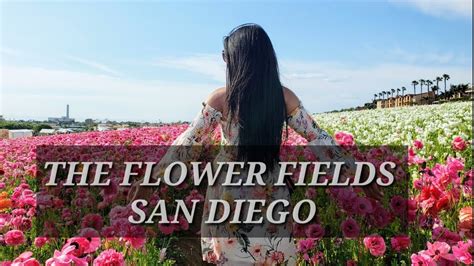 Search our product categories on the left to help you find the appropriate gift for any occasion. THE FLOWER FIELDS AT CARLSBAD RANCH | SAN DIEGO - YouTube