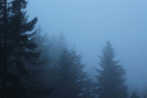 Free Stock Photo Of Fog Forest Pine Trees