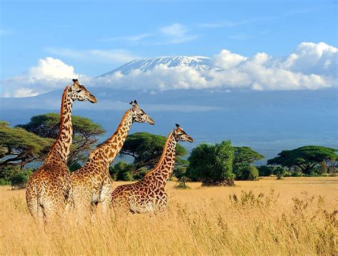 The Spectacular National Parks Of Kenya Worldatlas