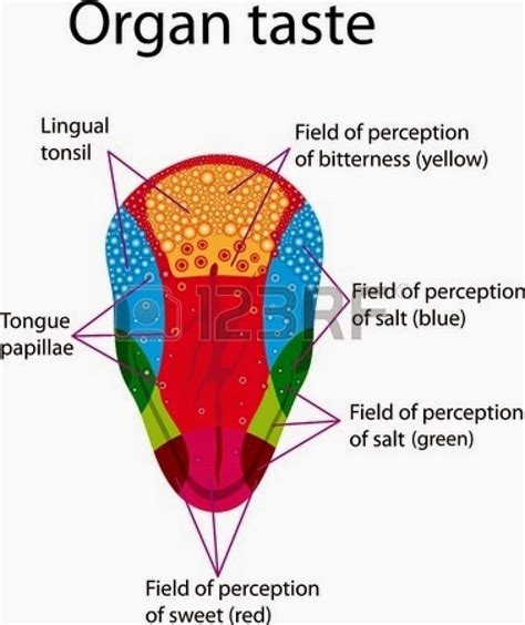 Diagram Of Taste Buds On Tongue