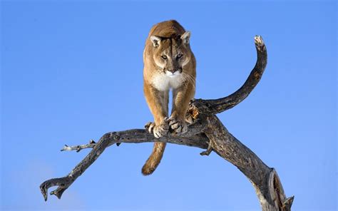 Download Branch Animal Cougar Hd Wallpaper