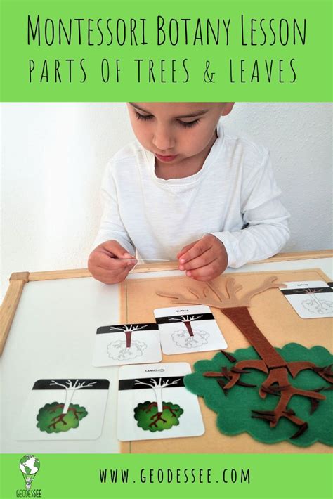 Montessori Botany Trees And Leaves Preschool Science Activities