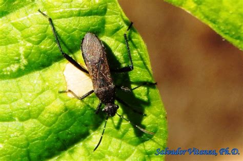 Hemiptera Heteroptera Alydidae Alydus Eurinus Broad Headed Bugs A