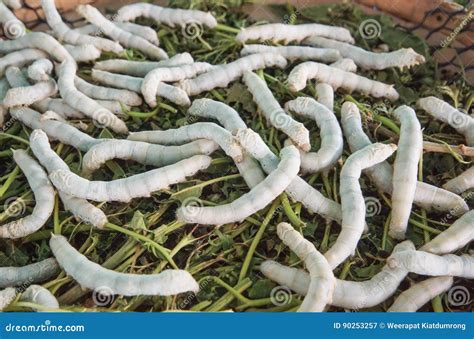 Silk Worms Eating Green Leaves Stock Image Image Of Silkworm