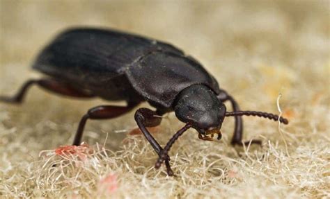 6 Little Black Bugs In Arizona That Annoy Arizona Residents
