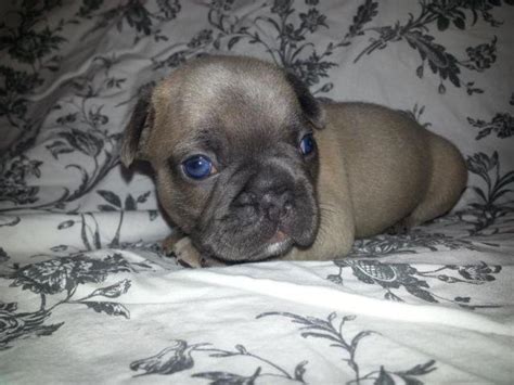 Akc Registered Blue Fawn Male French Bulldog Puppy For Sale In San