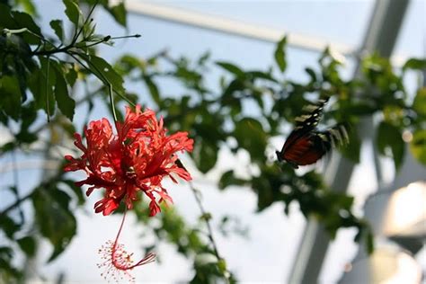 Life Through A Lens Tennessee Aquarium Butterfly Garden