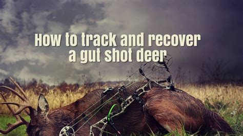 How To Track And Recover A Gut Shot Deer Youtube