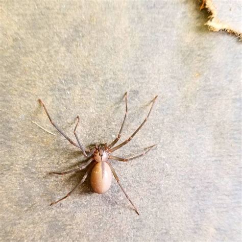 Brown Recluse Spider Spider Infestation Brown Recluse Spider