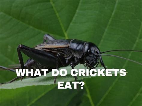 What Do Crickets Eat