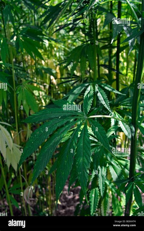 Cáñamo Indio Planta De Cannabis Cannabis índica Y Cannabis Sativa