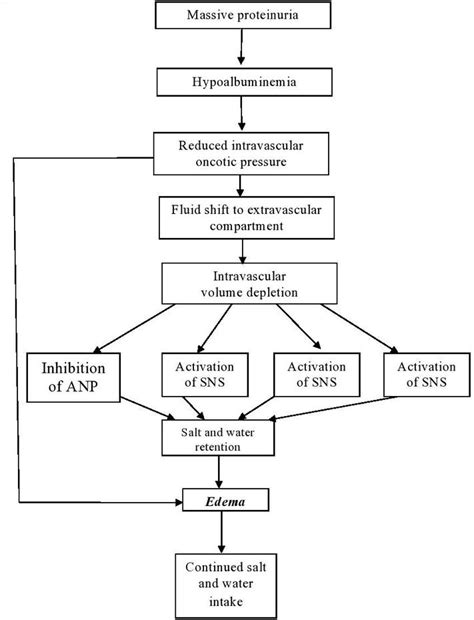 Causes And Pathophysiology Of Nephrotic Syndrome In