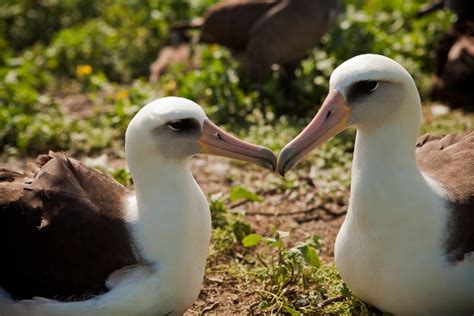 Plastic Pollution Expert Advice Aly The Albatross Smart Health Talk