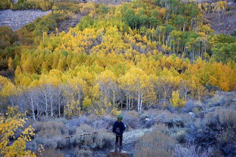 Finding Fall Colors In Bishop California No Back Home