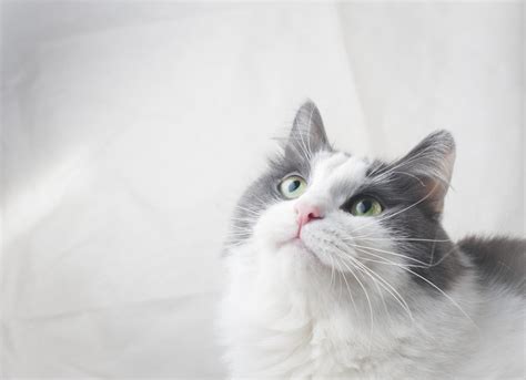 15 Grey And White Cat Breeds Four Paw City