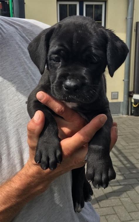 After the roman empire fell, the cane corso worked as a farmhand, flock guardian, property guardian, family guardian and hunting dog (particularly of big and dangerous game like wild boar). Cane Corso Puppies For Sale | El Paso, TX #332648