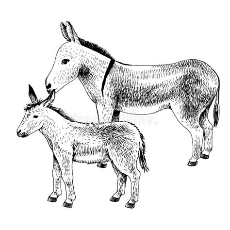 Donkey Foal Sketch Stock Illustrations 22 Donkey Foal Sketch Stock