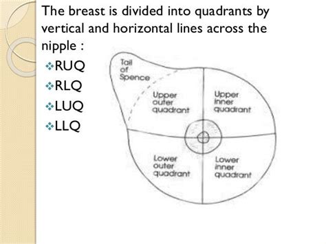Breast Anatomy Quadrants Radiological Classifications Commonly Used
