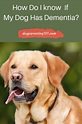 Dog Dementia Symptoms