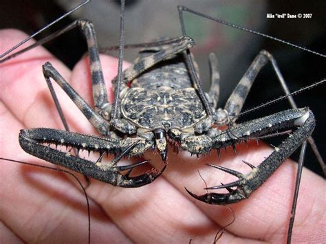 Damon Diadema Scary Bugs Eight Legged Freaks Arthropods