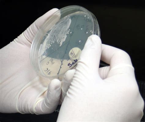 Researchers Work Towards Building A Fully Synthetic Yeast Genome Xtalks