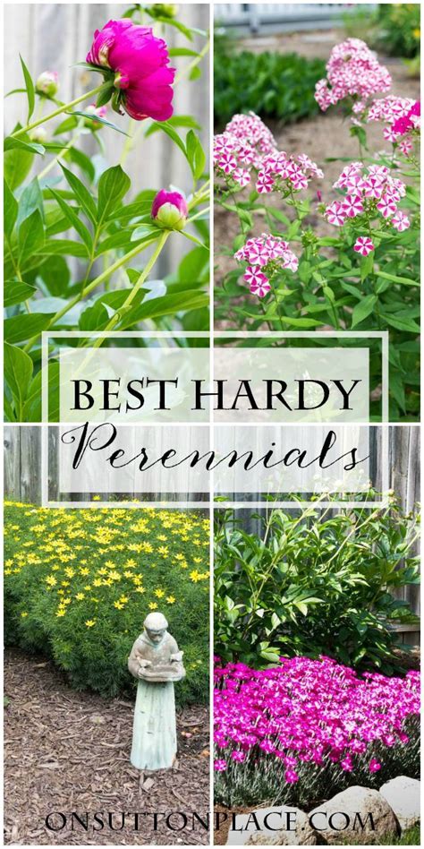 A drought tolerant steady performer for the front of your garden. 5-More-Must-Have-Perennials- | Plants, Hardy perennials ...