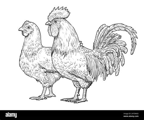 Pencil Drawing Of Roosters And Hens