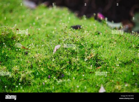 Close Up On Small Flowers Of Sagina Subulata Stock Photo Alamy