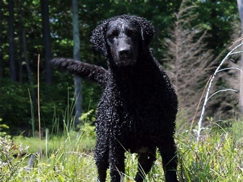 An eager and tireless land and (especially) water retriever. SoftMaple Curly Coated Retrievers - Puppies For Sale