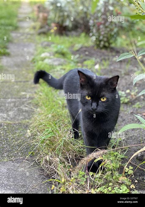 Cat Hunting Garden Hi Res Stock Photography And Images Alamy