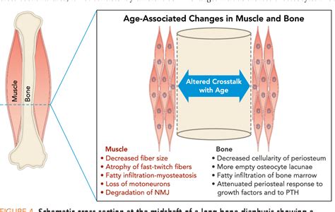 Figure 4 From Aging And The Muscle Bone Relationship Semantic Scholar