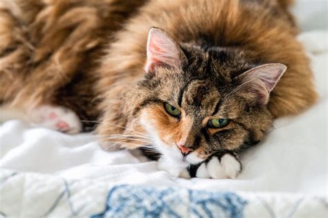 How To Tell If Your Cat Is Sick Pet Health And Wellness Ten West Vet