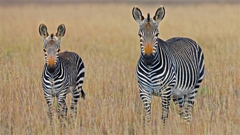 Zebra In Africa Expert Africa